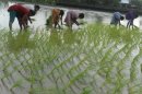 Indian farmers plant in a paddy field at Devidanga village on the outskirts of Siliguri