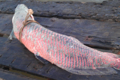 Bắt được cá rồng nặng gần 50kg trên sông Hậu ImageView