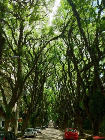Đi qua 'hầm cây' trên con đường đẹp nhất thế giới