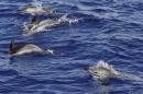 Dolphins swim in the Mediterranean sea on July 23, 2014 off the coast of Nice, France