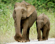 فيل ضال يثير فوضى بماليزيا 1_548913_1_34