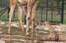Handout of rare twin reticulated giraffes at Natural Bridge Wildlife Ranch near New Braunfels