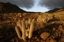 Cardón de Jandia, planta endemica de la isla. EFE/Archivo