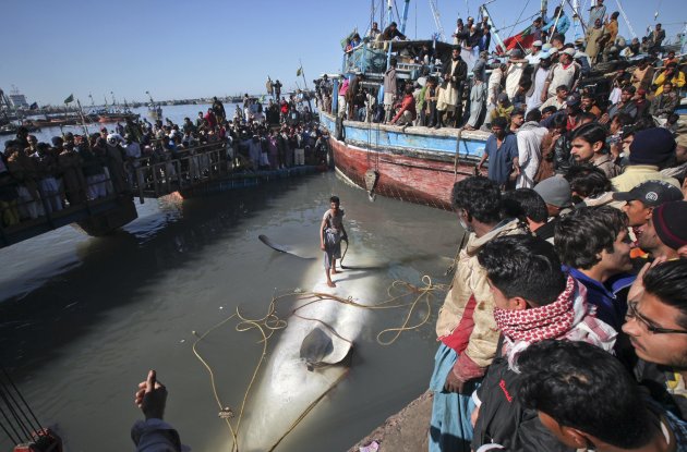 giant whale shark was found dead in pakistan 2012-02-07T160346Z_1569015289_GM1E82800F701_RTRMADP_3_PAKISTAN