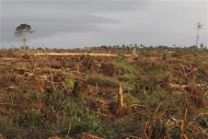 La Comisión Europea anunció el lunes un importante cambio de política sobre biocombustibles producidos con cosechas, que planea limitar a un 5 por ciento del combustible para transportes, después de que activistas dijeran que las leyes existentes quitan el alimento a la gente. En la imagen, un terreno despoblado para una plantación de aceite de palma en el sur de Sierra Leona en octubre de 2011. REUTERS/Simon Akam