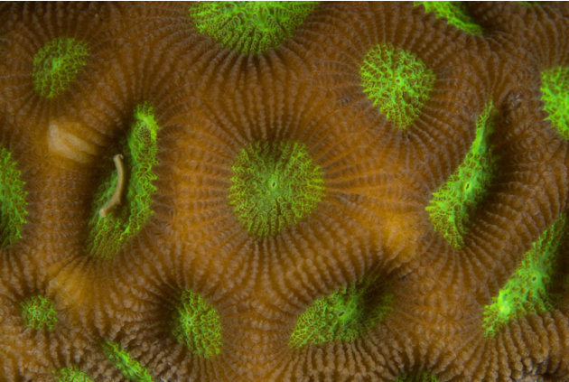 Fluorescence in coral polyps (Favites abdita), New Britain, Papua New Guinea. Copyright:              © Jurgen Freund / WWF-Canon