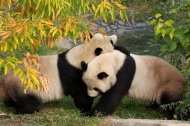 Mei Xiang and Tian Tian in 2008.