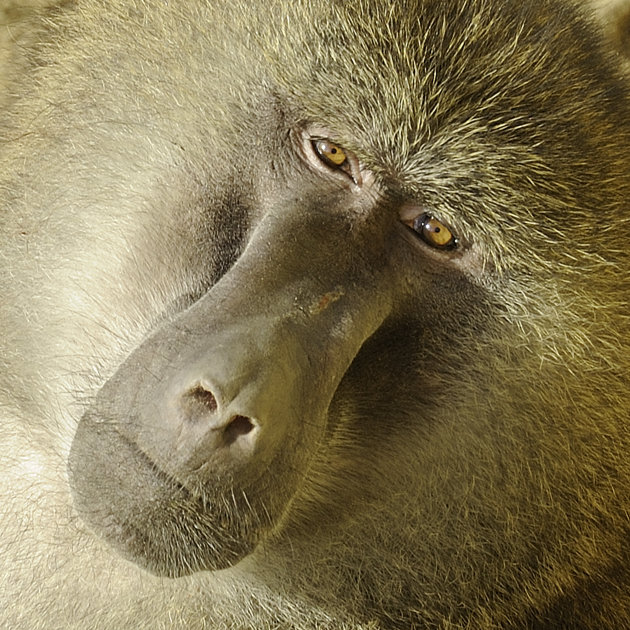 A baboon sits in the sun at …
