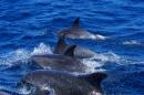 New Residents: Dolphins Swam into Mediterranean 18,000 Years Ago
