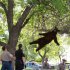 In this photo provided by the CU Independent, a bear falls from a tree after being tranquilized by Colorado wildlife officials at the University of Colorado in Boulder, Colo., Thursday, April 26, 2012. The bear, which university police spokesman Ryan Huff said was likely 1 to 3-years-old and weighed somewhere between 150-200 pounds, had wandered into the university's Williams Village dorm complex. (AP Photo/CU Independent, Andy Duann)