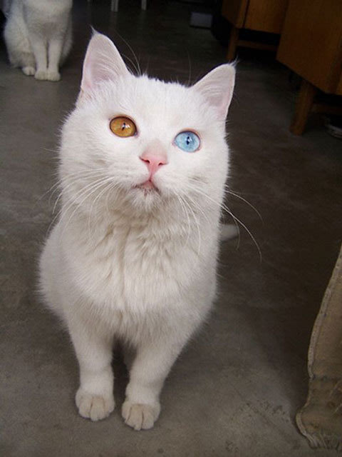 Πανέμορφα ζώα με τα πιο παράξενα μάτια