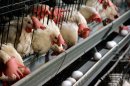 USDA to Let Industry Self-Inspect Chicken