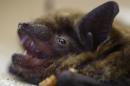 A Disease That Is Wiping Out Bats Spreads Across the U.S.