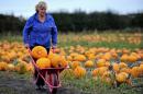 Farmer Edie Pope collects pumpkins ahead of Halloween from her fields in Lydiate near Liverpool, north-west England on October, 14, 2014