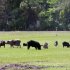 This undated photo provided by the U.S. Department of Agriculture Wildlife Services shows a group of feral pigs feeding in a pasture. The agency has teamed up with the state of New Mexico and others as part of a $1 million pilot project to eradicate the pigs from the state. Nationally, federal officials say the feral pig population has ballooned to an estimated 5 million. (AP Photo/Courtesy of the U.S. Department of Agriculture Wildlife Services)