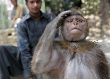 Palaeoantropologi Buktikan Manusia Bukan Keturunan Monyet
