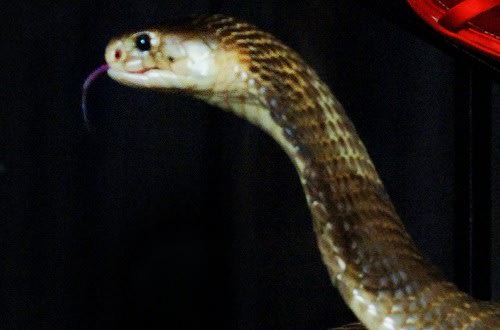 A snake breeder has died after being bitten by one of his venomous reptiles
