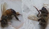 Swarm Of Bees Attacks Couple And Kills Horses