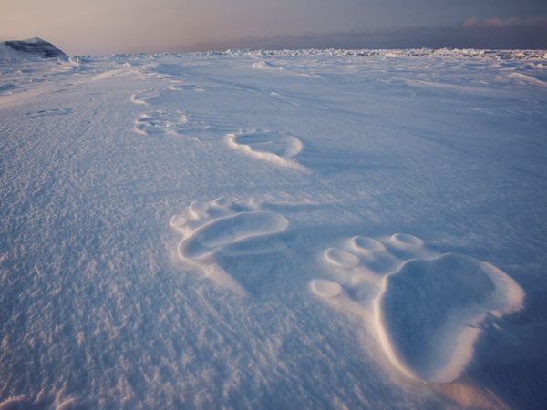 Polar Bear Tracks, Svalba …