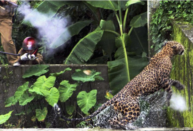 In this photo taken Tuesday, July 19, 2011, a leopard runs to escape after attacking a forest guard at Prakash Nagar village near Salugara, on the outskirts of Siliguri, India. The leopard strayed int