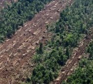 Una campaña de Greenpeace pide a KFC que supervise a sus proveedores para evitar la deforestación de selvas tropicales