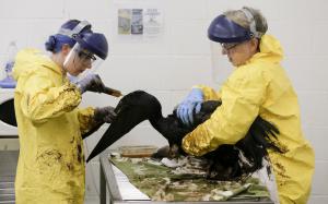 Staff members and volunteers work to clean oil off &hellip;