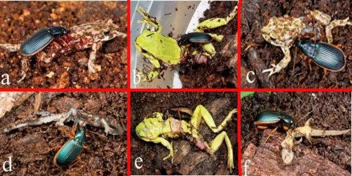 Beetle Predator - Eating Alive Frog