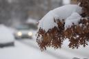Heavy snow tops the leaves on the branch of a tree along Logan Street after a winter storm sent temperatures plunging to single-digit levels and dumped up to a foot of snow Sunday, Feb. 22, 2015, in Denver. Forecasters predict that the snow and cold will persist until Monday before another storm sweeps over Colorado's Front Range communities. (AP Photo/David Zalubowski)
