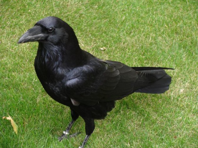 La alucinante inteligencia de los cuervos Corvus-corax