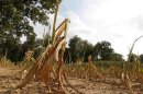 Corn plants struggle to survive on a drought-stricken field in Oakland City