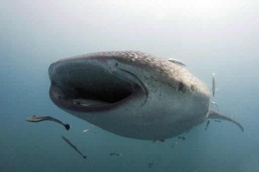 Whale sharks measure as much …