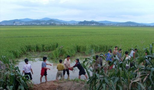 North Korean farmers work in the fields flooded by torrential rains in South Pyonan province, on September 10, 2010