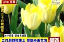 元旦假期踏青去 賞鬱金香花海