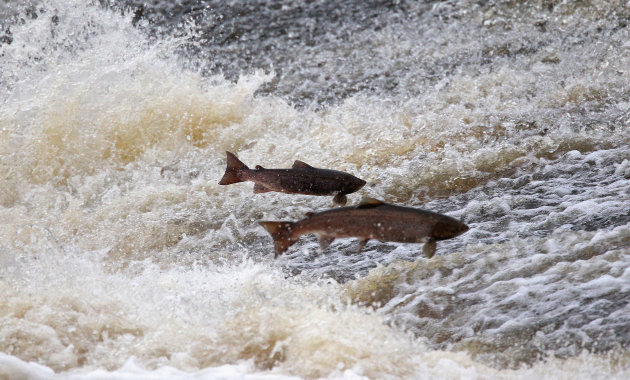 صور منوعة الصوم عند الحيوانات Salmon-jpg_110608
