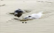 Imagen tomada en agosto de 2010, de dos bufeos (delfines de agua dulce) antes de ser rescatados en un río al norte del departamento de Santa Cruz, Bolivia. EFE/Archivo