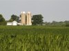 A farm sits in the distance near a corn field in Redkey