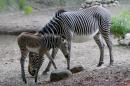 A four day old Grevy's zebra stands with her mother Adia in their habitat at the Lincoln Park Zoo Wednesday, June 22, 2016, in Chicago. The zebra is native to eastern Africa and is endangered in the wild because of hunting and habitat loss. Lincoln Park Zoo is part of a nationwide conservation effort to save the animals. (AP Photo/Teresa Crawford)