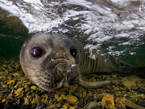Elephant Seal Pup, South  …