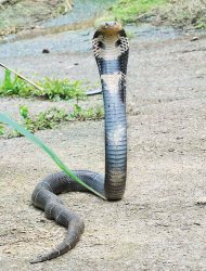 　南投縣魚池鄉頻頻出沒的眼鏡蛇，不但體長全都超過1.5公尺，體重也介於3到6台斤之間，7成左右約像啤酒杯一般粗。（沈揮勝攝）