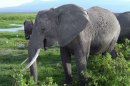 Secret to Elephants' Thundering Calls Discovered