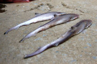 Bắt được 3 cá mập con tại vùng biển Thanh Hóa 08082011Bat-duoc-ca-map-con-tai-vung-bien-Thanh-Hoa-Camapcon2