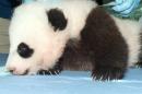 National Zoo's Panda Cub Named Bao Bao