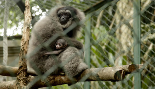 Tiga Satwa Langka di Bali Zoo Melahirkan Bayi