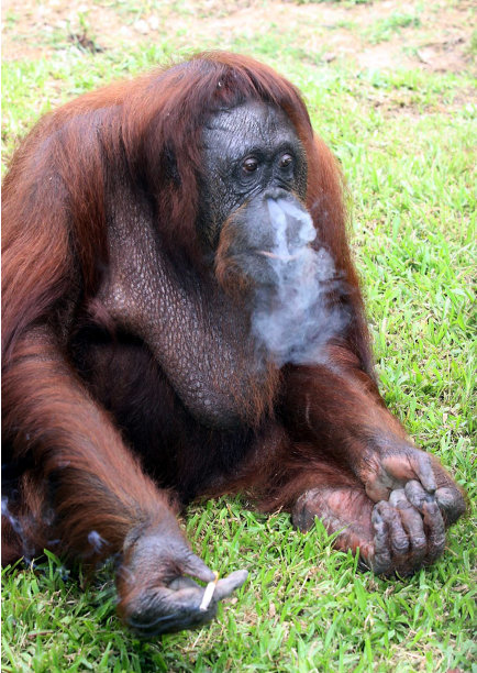 In this photo taken Monday, Jan. 25, 2010, an orangutan, called Shirley, smokes at Johor Zoo in Johor Bahru, Malaysia. The captive orangutan often spotted smoking cigarettes given to her by zoo visitors is being forced to kick the habit, a Malaysian wildlife official said Monday, Sept. 12, 2011. Government authorities seized the adult ape from the state-run zoo last week after she and several other animals there were deemed to be living in poor conditions. Shirley is now being quarantined at another zoo in a neighboring state and is expected to be sent to a Malaysian wildlife center on Borneo island within weeks. (AP Photo)