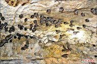 上千蝙蝠穴居 小馬龍洞遺址 具研究價值