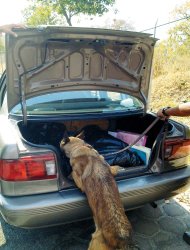 G29011216.JPG<br />HUIXQUILUCAN, Méx.-Security/Seguridad-Edomex. Hay perros que rastrean los autos para descartar que se introduzca droga. EGV. Foto: Agencia EL UNIVERSAL.