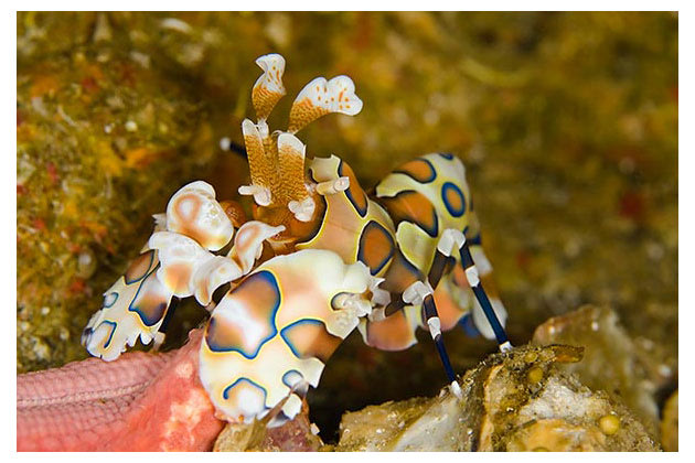 Award-winning sea creature photos Under-water-photos-200412-630-10-jpg_085757