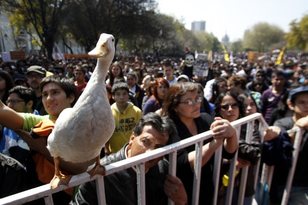 A duck is seen as demonstrators …
