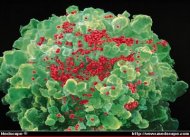 Gambar bagaimana virus AIDS menghancurkan sistem kekebalan tubuh, ilustrasi