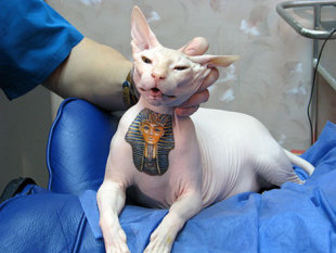 Lost  Pictures on Pet Ink  8 Wild Pictures Of Animals With Tattoos   Pets   Yahoo  Shine